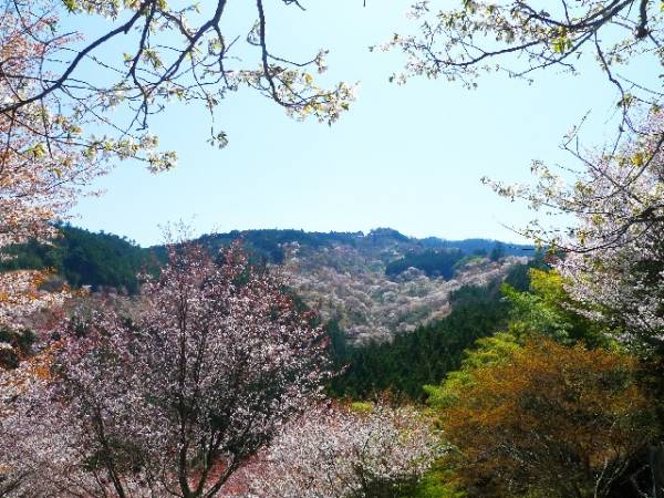 奈良県デートスポットランキング♥地元民おすすめ10選 吉野山