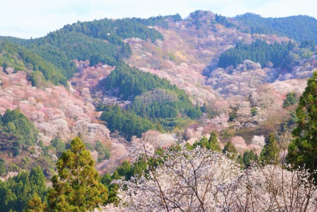 吉野山 千本桜