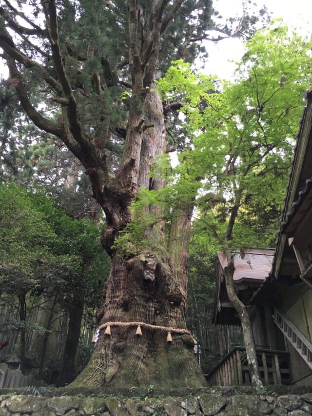 湯布院観光スポットランキング⑧樹齢1,000年以上！大杵社の大杉