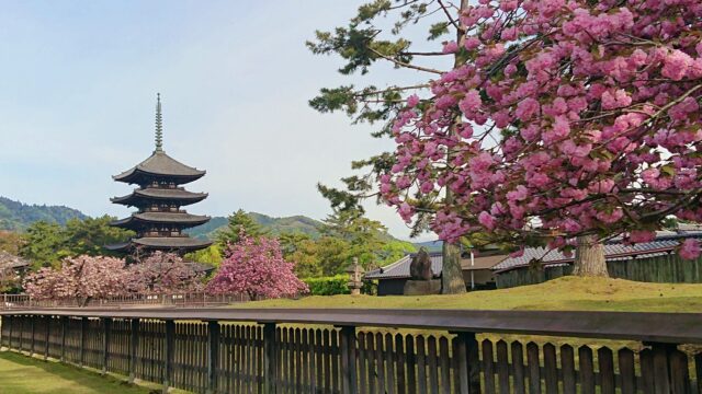 興福寺の桜 五重塔