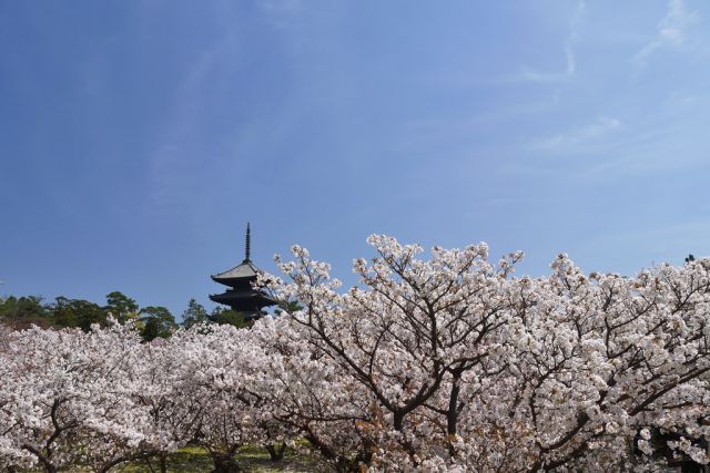 京都絶景撮影スポット⑨一面ピンク色！御室仁和寺