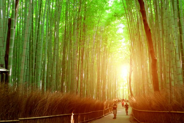京都絶景撮影スポット④静寂な雰囲気！嵐山の竹林