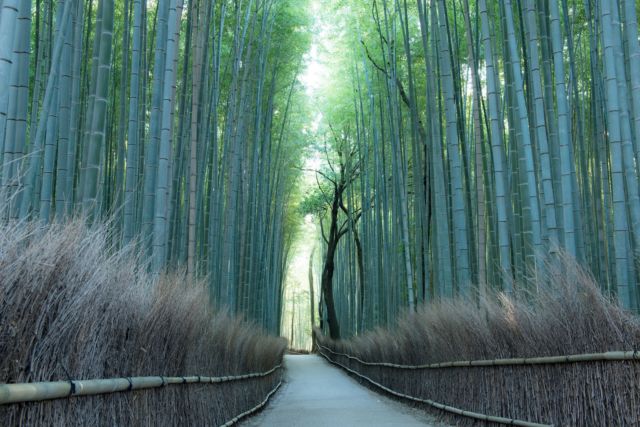 京都は嵐山の絶景「竹林の道」観光前に知っておくべき10の事