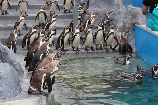 愛知県知多半島デートスポットランキング④イルカと触れ合い、ペンギンの餌付けができる水族館「南知多ビーチランド」