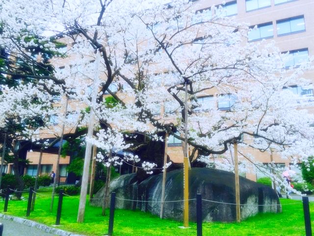 盛岡パワースポットランキング⑧日本でただ1つの、石に咲く桜「石割桜」