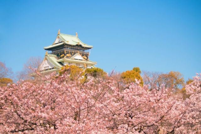 大阪城公園 満開の桜